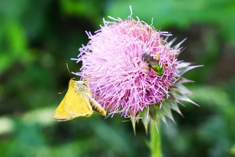 Yellow Moth &amp; Bee 스톡 사진