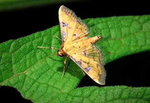 Yellow moth up close in Belize Stock Photos