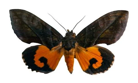 Yellow moth Eudocima isolated against a white background showing clear deta.. Stock-Fotos