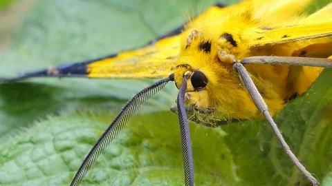 Yellow moth on green leaf. Stock Footage 119985057