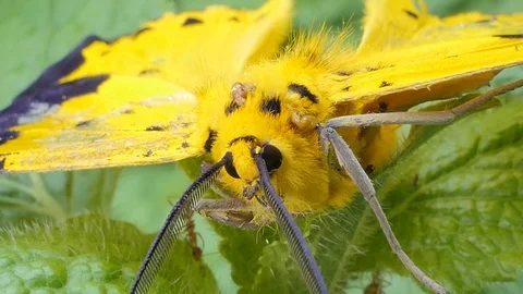 Yellow moth on green leaf. Stock-Footage 119985233