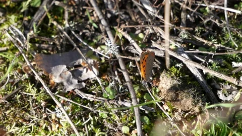The yellow moth lays its eggs in the forest. 動画素材 147740505