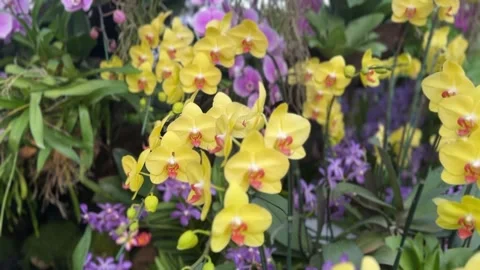 Yellow Moth Orchids close-up with soft petals Stock Footage 311504079