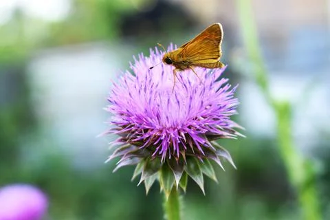 Yellow Moth 스톡 사진