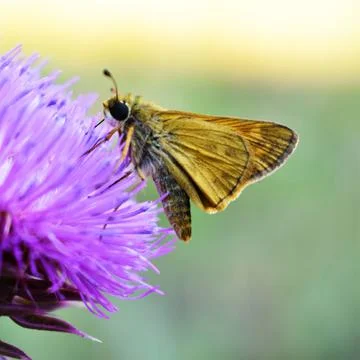 Yellow Moth 스톡 사진