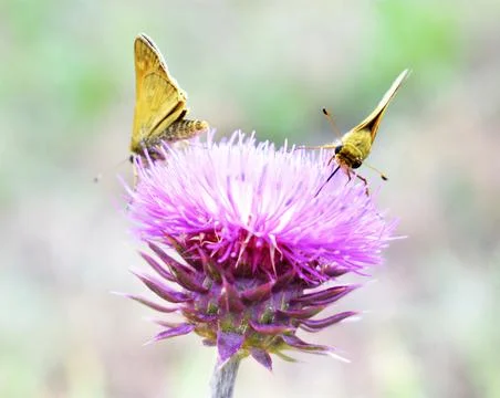 Yellow Moth 스톡 사진