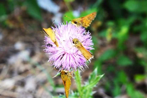 Yellow Moths 스톡 사진