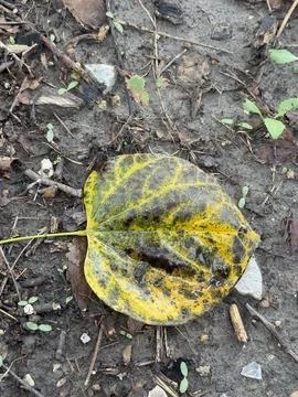 Yellow Mottled Leaf Macro Texture Stock Photos