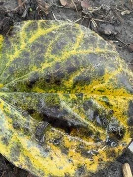 Yellow Mottled Leaf Macro Texture 스톡 사진