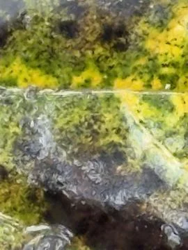 Yellow Mottled Leaf Macro Texture Stock Photos