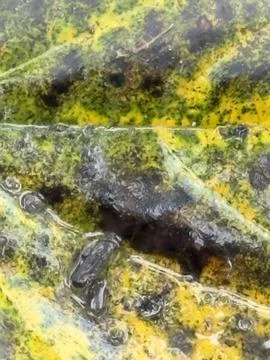 Yellow Mottled Leaf Macro Texture Stock Photos