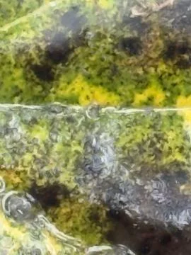 Yellow Mottled Leaf Macro Texture Stock Photos