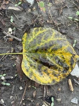 Yellow Mottled Leaf Macro Texture Stock Photos