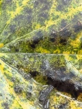 Yellow Mottled Leaf Macro Texture Stock Photos