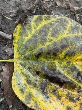 Yellow Mottled Leaf Macro Texture Stock Photos