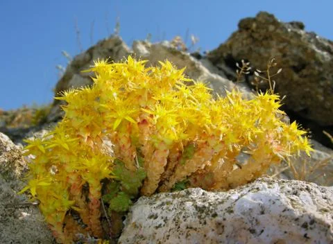 Yellow mountain flowers Stock Photos
