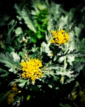 Yellow mountain flowers Stock Photos