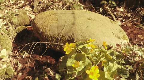 Yellow mountain wild flowers and stone Stock Footage 36543798