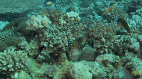 Yellow mouth moray eel Stock Footage 22705422
