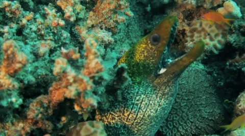 Yellow mouth moray eel Stock Footage 22705440
