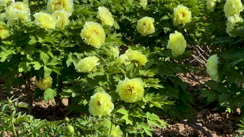 Yellow mudan flowers or tree peony (Paeonia × suffruticosa) Stock Footage 306826040