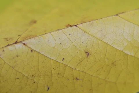 Yellow Mulberry Leaf Stock Photos