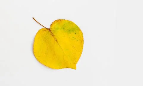 Yellow mulberry tree leaf Stock Photos