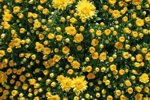 Yellow Mums Stock Photos