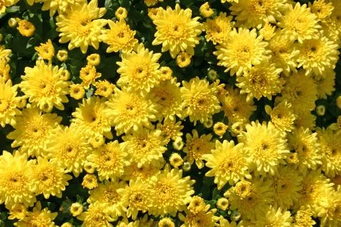 Yellow Mums Stock Photos