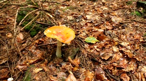 Yellow mushroom Stock Footage 733124