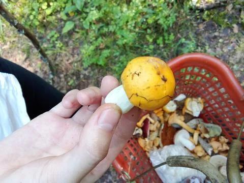 A yellow mushroom in a hand against the background of a basket of mushrooms Stock Photos