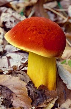 Yellow mushroom with red cap Stock Photos