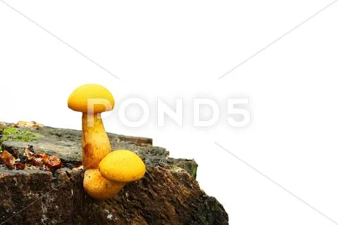 Yellow mushrooms Stock Photos