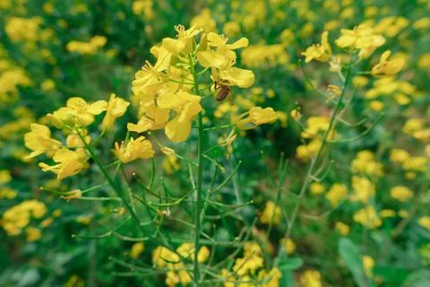 Yellow mustard flowers with bee in green field Stock Photos