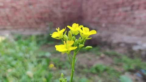 Yellow mustard flowers in the spring Stockbeeldmateriaal 256980679