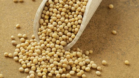 Yellow mustard seed Stock Footage 76316157