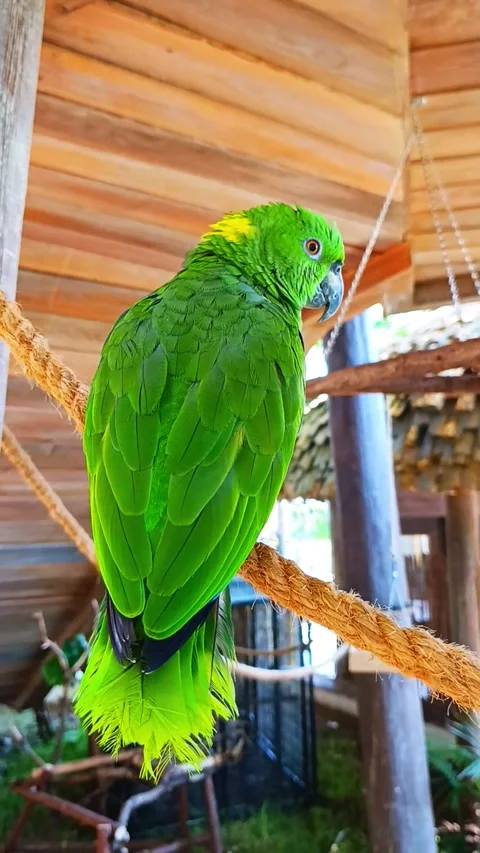 Yellow-naped amazon parrot on a rope Vídeos de archivo 324857577