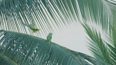 Yellow-Napped Amazon parrots perched on a branch in Costa Rica Stock Footage 270512998