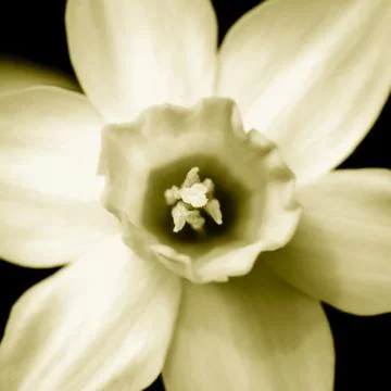 Yellow narcissus in duotone, taken from above Stock Photos