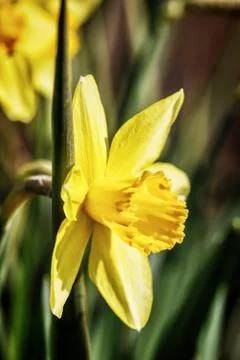 Yellow narcissus flowers Stock Photos