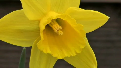 Yellow narcissus. Stock Footage 710863