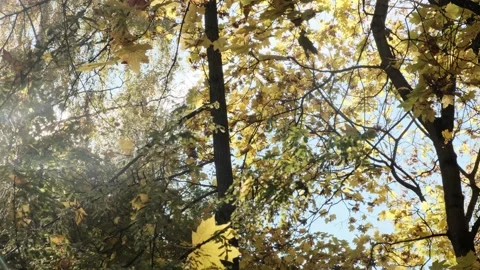 Yellow natural dense tree foliage on branches with clear blue sky autumn Stock Footage 167977761