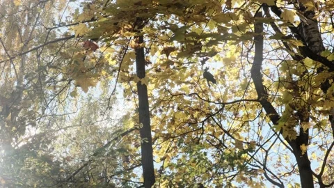 Yellow natural dense tree foliage on branches with clear blue sky autumn Stock Footage 168422952