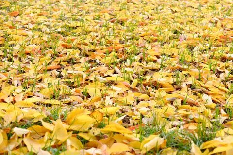 Yellow natural pattern, background of fallen leaves, golden leaves falling fr Stock Photos
