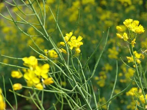 Yellow nature 2 Stock Photos