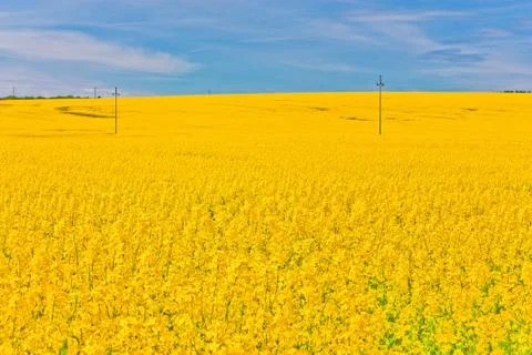 Yellow nature Stock Photos