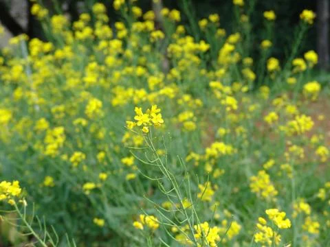 Yellow nature Foto stock