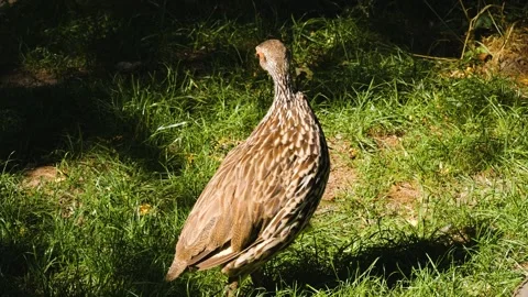 A yellow necked Francolin calling  Stock Footage 244594921