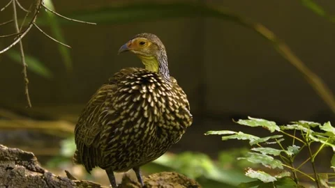 A yellow necked Francolin Stock Footage 140859681