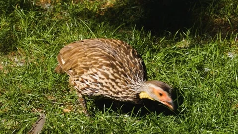  A yellow necked Francolin Stock Footage 244638004